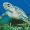 Green Sea Turtle Close Up Diamond Painting