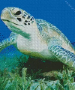 Green Sea Turtle Close Up Diamond Painting