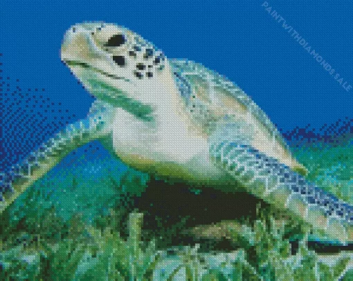 Green Sea Turtle Close Up Diamond Painting