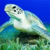 Green Sea Turtle Close Up Diamond Painting