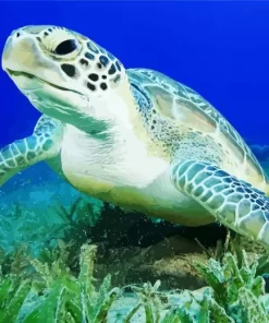 Green Sea Turtle Close Up Diamond Painting