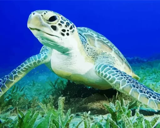 Green Sea Turtle Close Up Diamond Painting