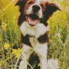 Happy Border Collie Dog Diamond Painting