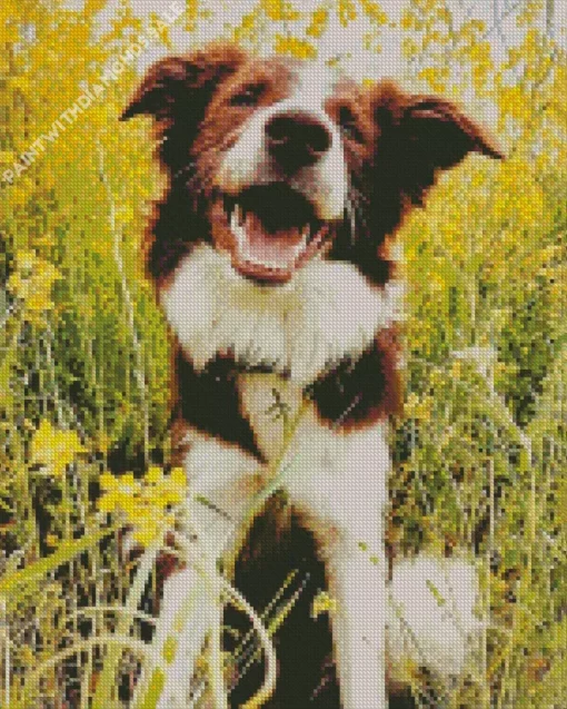 Happy Border Collie Dog Diamond Painting