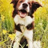 Happy Border Collie Dog Diamond Painting