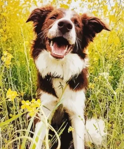 Happy Border Collie Dog Diamond Painting