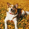 Happy Border Collie In Yellow Flowers Diamond Painting