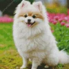 Happy Pomeranian Diamond Painting