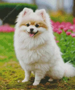 Happy Pomeranian Diamond Painting