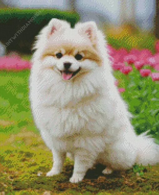 Happy Pomeranian Diamond Painting