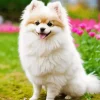 Happy Pomeranian Diamond Painting