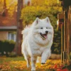 Happy Samoyed Diamond Painting