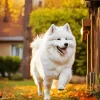 Happy Samoyed Diamond Painting