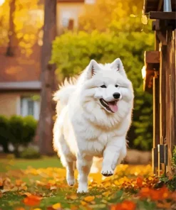 Happy Samoyed Diamond Painting