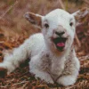 Happy Lamb Diamond Painting