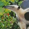 Lesser Anteater Diamond Painting