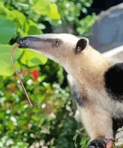 Lesser Anteater Diamond Painting