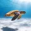 Loggerhead Sea Turtle Diamond Painting