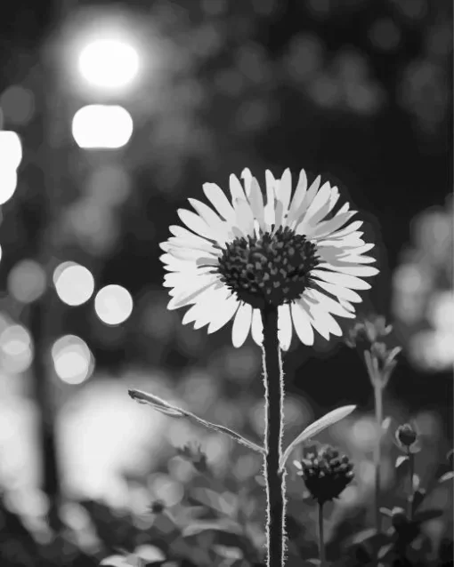 Monochrome Coneflower Diamond Painting