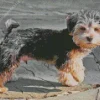 Morkie Dog Breed Diamond Painting