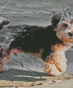 Morkie Dog Breed Diamond Painting