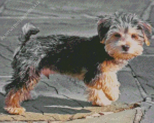 Morkie Dog Breed Diamond Painting