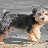 Morkie Dog Breed Diamond Painting