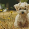 Morkie In Field With Yellow Flowers Diamond Painting