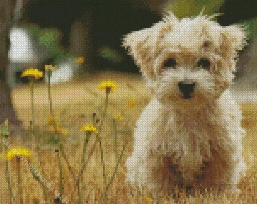 Morkie In Field With Yellow Flowers Diamond Painting