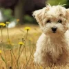 Morkie In Field With Yellow Flowers Diamond Painting