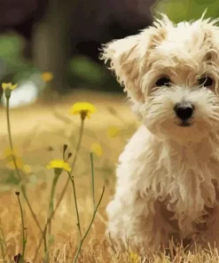 Morkie In Field With Yellow Flowers Diamond Painting