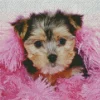 Morkie Poo Diamond Painting