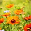 Orange Coneflowers Diamond Painting