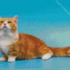 Orange Munchkin Cat Diamond Painting