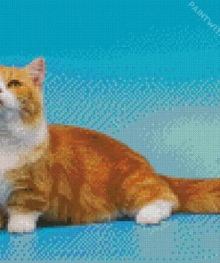 Orange Munchkin Cat Diamond Painting