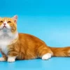 Orange Munchkin Cat Diamond Painting