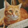 Orange Tabby Cat Diamond Painting