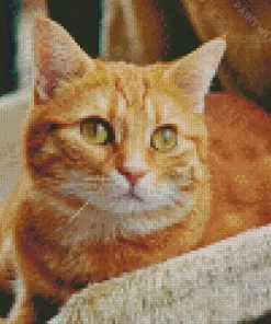 Orange Tabby Cat Diamond Painting