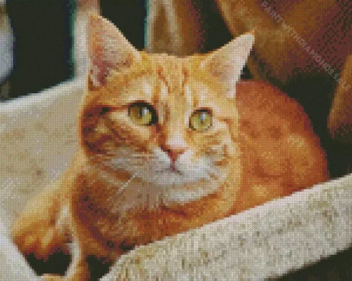 Orange Tabby Cat Diamond Painting