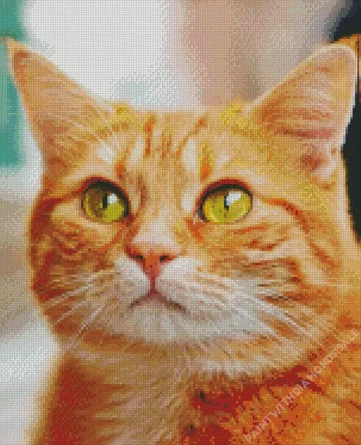 Orange Tabby Cat Ginger Diamond Painting