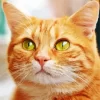 Orange Tabby Cat Ginger Diamond Painting