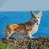 Pembroke Welsh Corgi Dog Diamond Painting