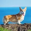 Pembroke Welsh Corgi Dog Diamond Painting