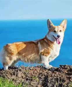 Pembroke Welsh Corgi Dog Diamond Painting