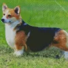 Pembroke Welsh Corgi Dog In Grass Diamond Painting