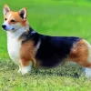 Pembroke Welsh Corgi Dog In Grass Diamond Painting