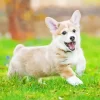 Pembroke Welsh Corgi In Grass Diamond Painting