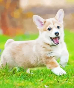 Pembroke Welsh Corgi In Grass Diamond Painting