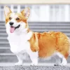 Pembroke Welsh Corgi On Stairs Diamond Painting