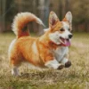 Pembroke Welsh Corgi Running Diamond Painting